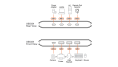 ATEN US5324-AT Переключатель, электрон., USB, 2 ПК 4 устройства, 2 USB C-тип 3 USB A-тип + C-тип, Female, со шнурами A-A/A-C 1.5м., USB 3.2 Gen1