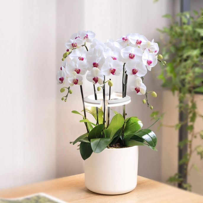 Светильник для растений Cactus Garden, 7.5Вт, белый [cs-led-orchid]