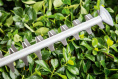 Кусторез Bosch UniversalHedgeCut 50 06008C0500