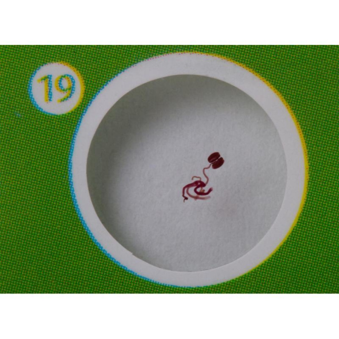 Набор микропрепаратов LEVENHUK LabZZ CP24, 6 предметов [72870]