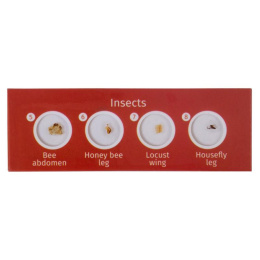 Набор микропрепаратов LEVENHUK LabZZ CP24, 6 предметов [72870]