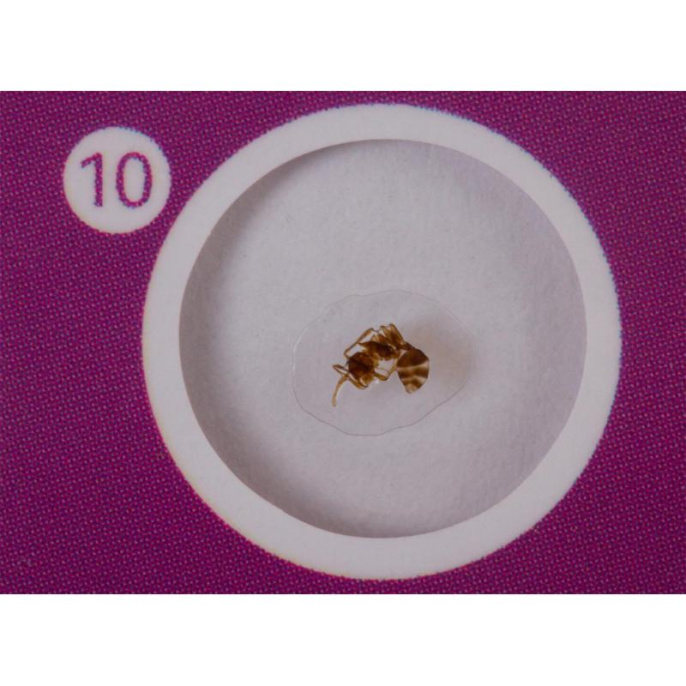 Набор микропрепаратов LEVENHUK LabZZ CP24, 6 предметов [72870]