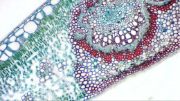 Камера цифровая окулярная Bresser MikrOkular Full HD